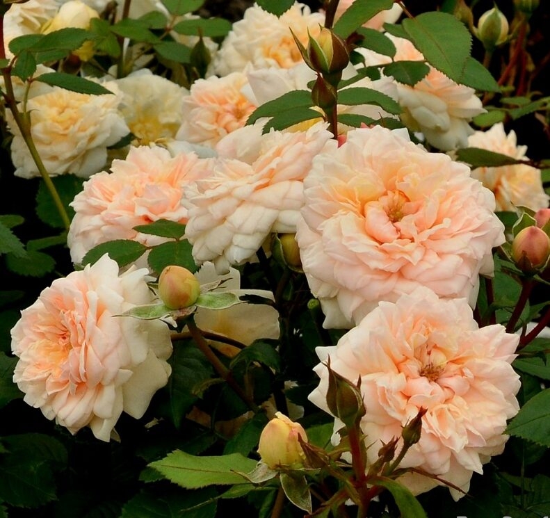 Роза Людмила 2