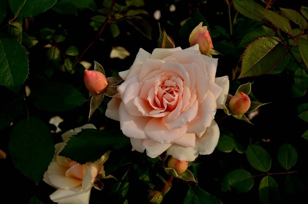 Роза Людмила 3