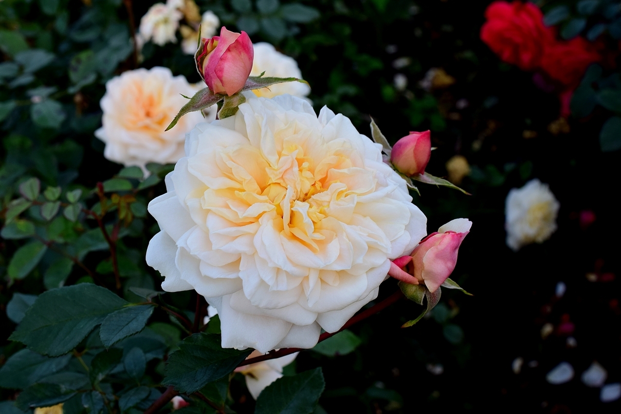 Роза Людмила 4