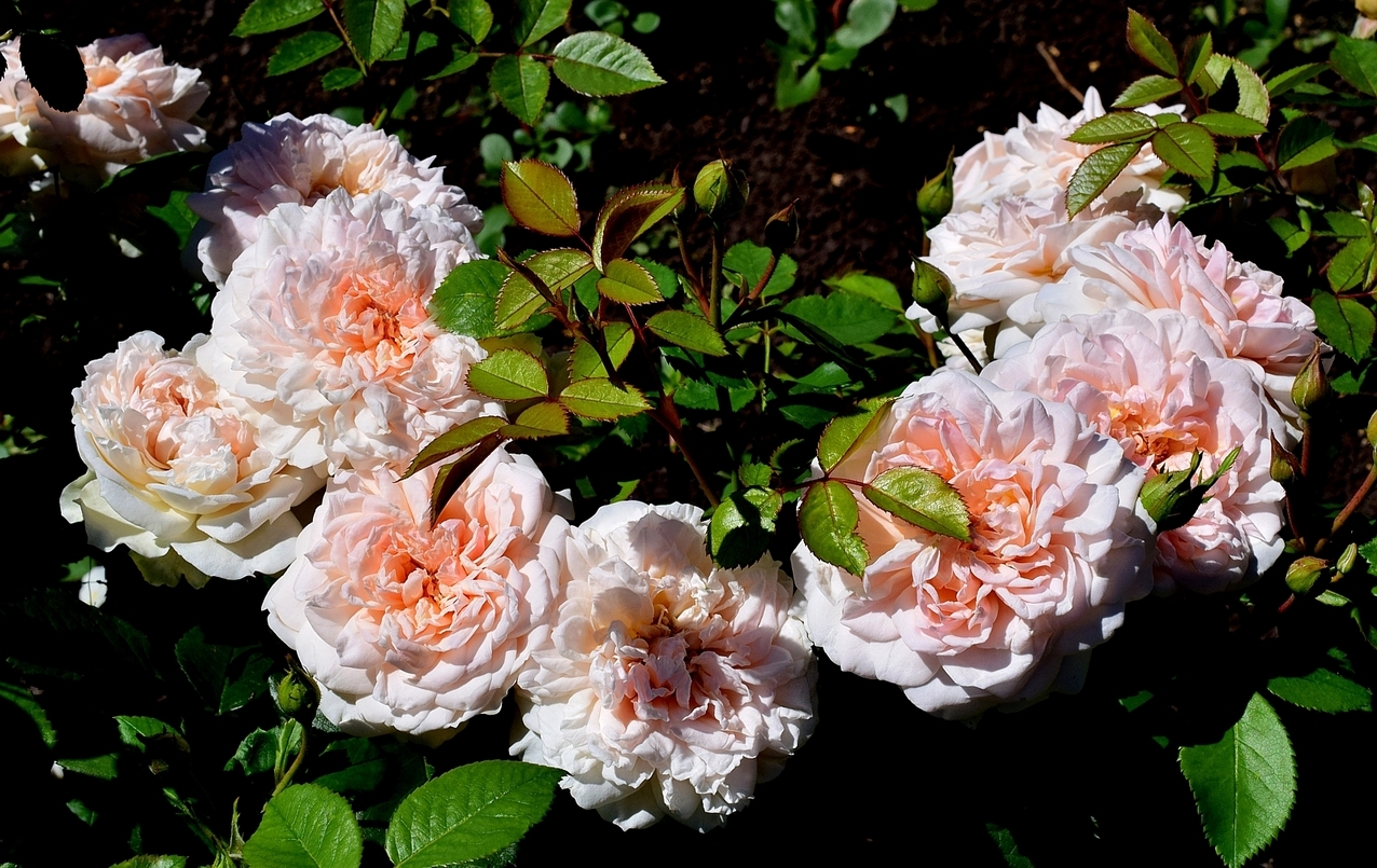 Роза Людмила