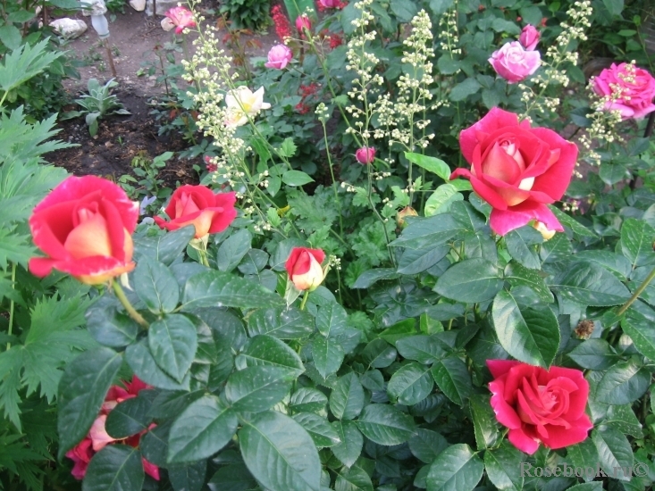 Роза Люстиге 2