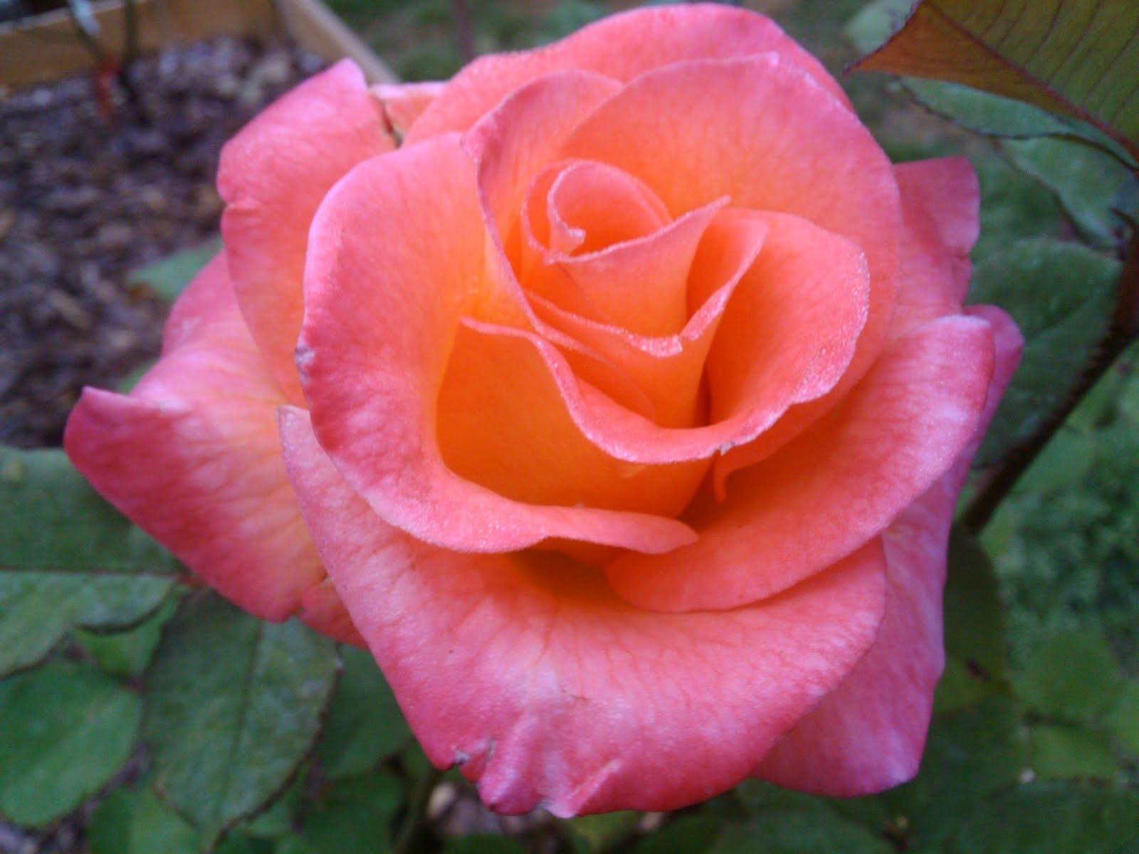 Роза Люстиге 3