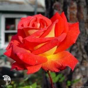 Роза Люстиге