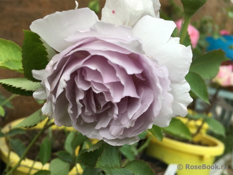 Роза Люцифер 3