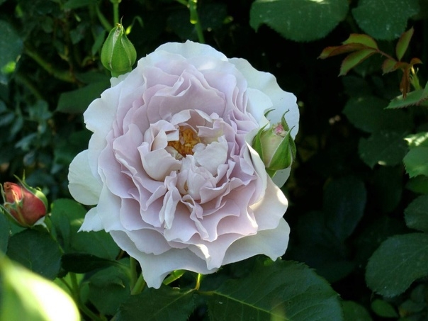 Роза Люцифер 4