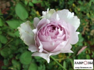 Роза Люцифер