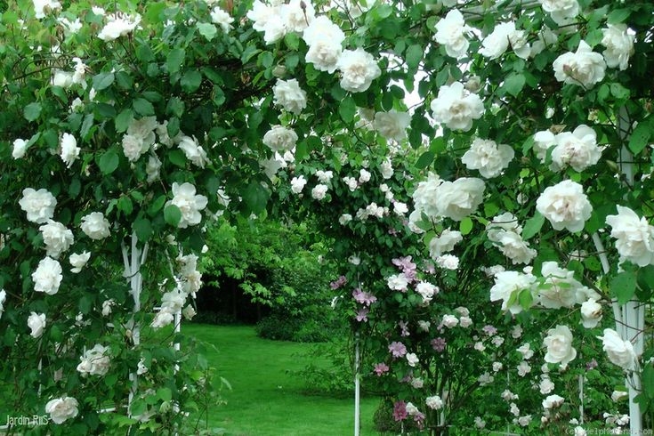 Роза Мадам Альфред Карьер 6