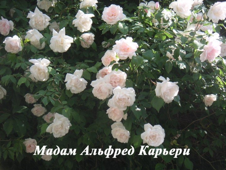 Роза Мадам Альфред Карьер