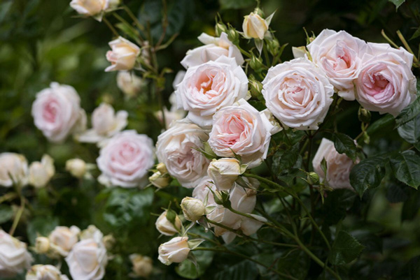 Роза Мадам Анизет 2