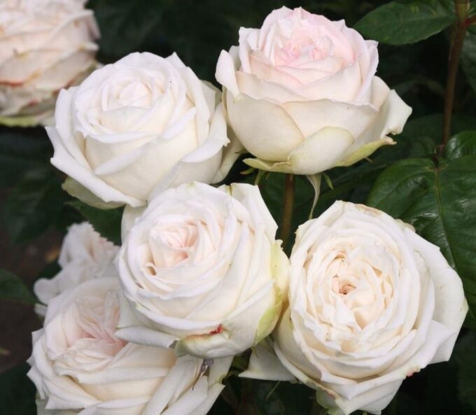 Роза Мадам Анизет 3