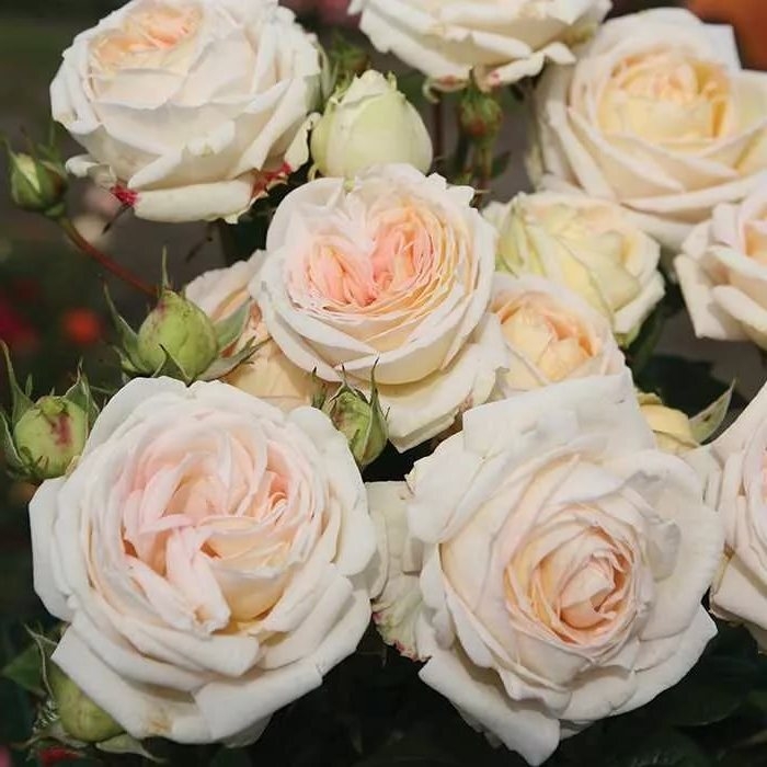 Роза Мадам Анизет 4