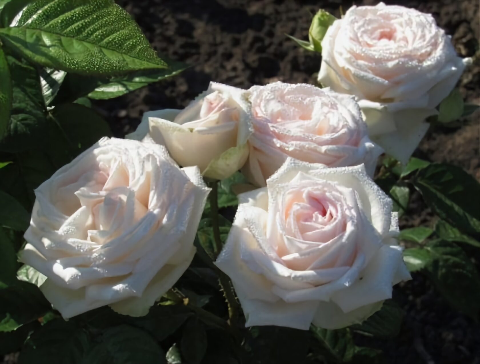 Роза Мадам Анизет 5