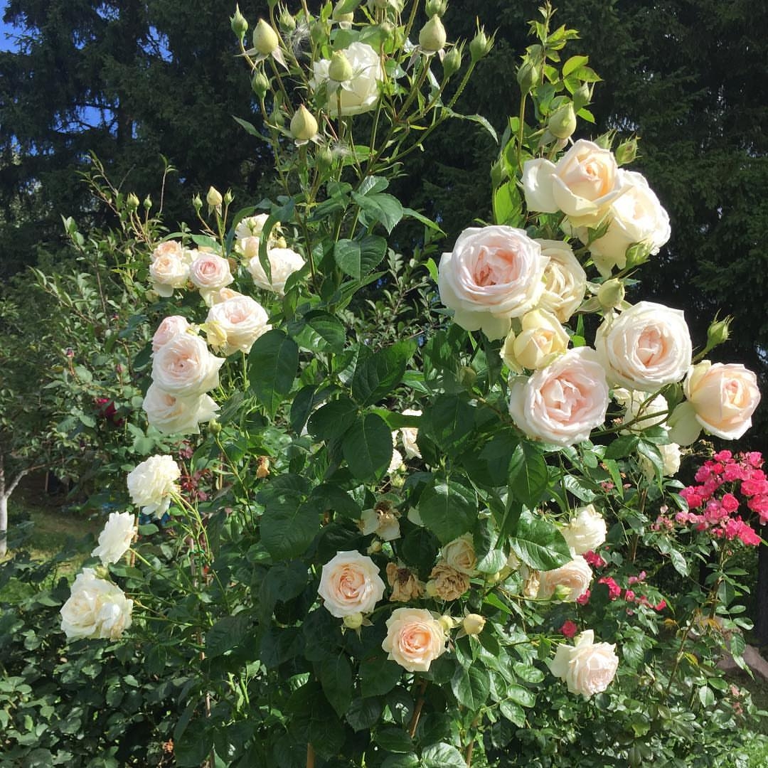 Роза Мадам Анизет 6