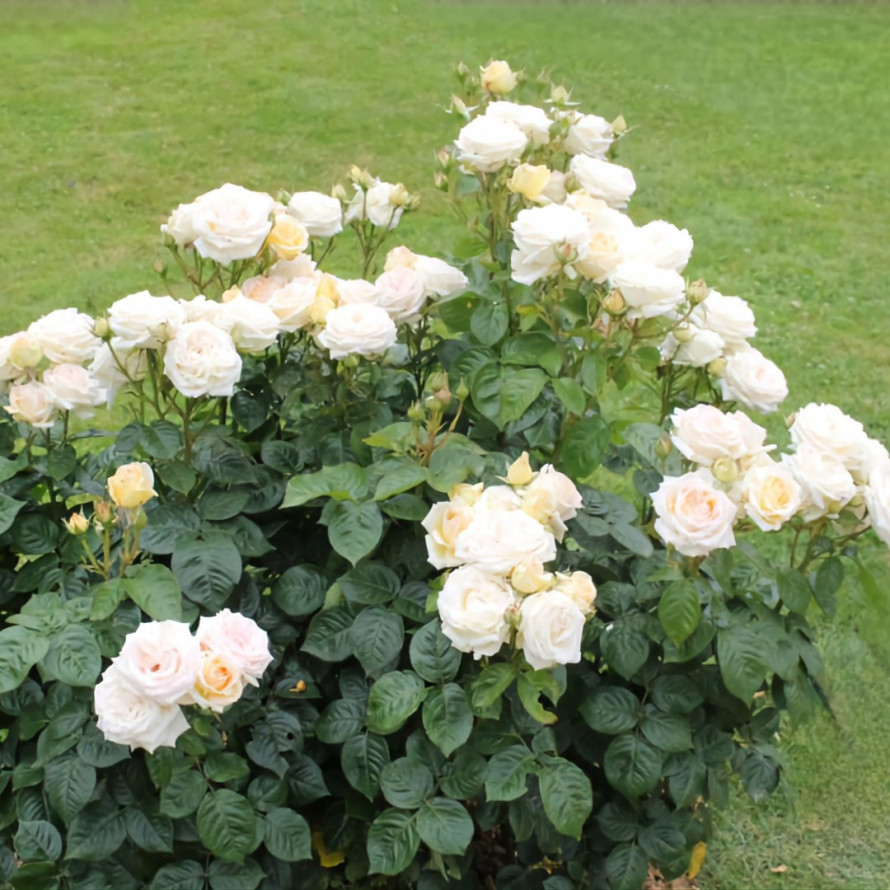 Роза Мадам Анизет 7