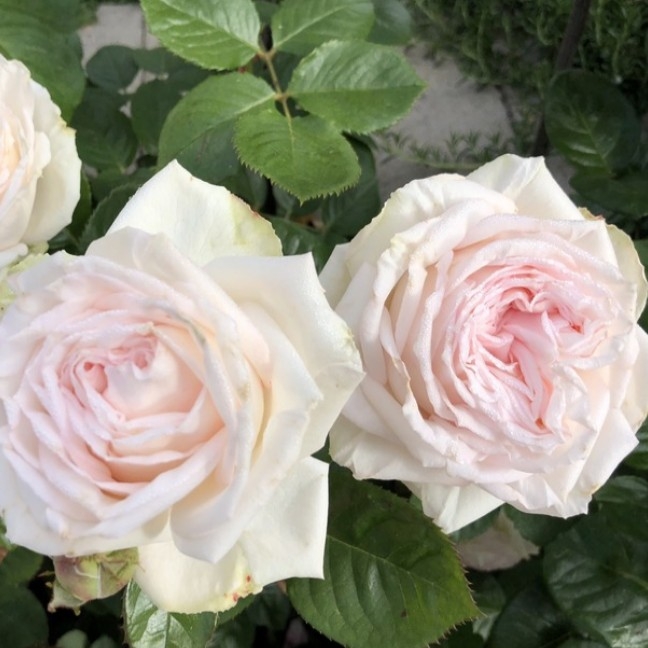 Роза Мадам Анизет