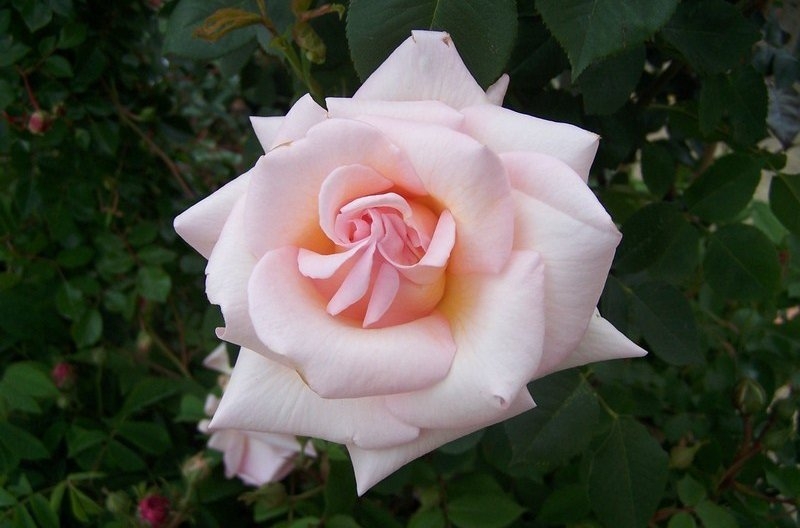 Роза Мадам Баттерфляй 2