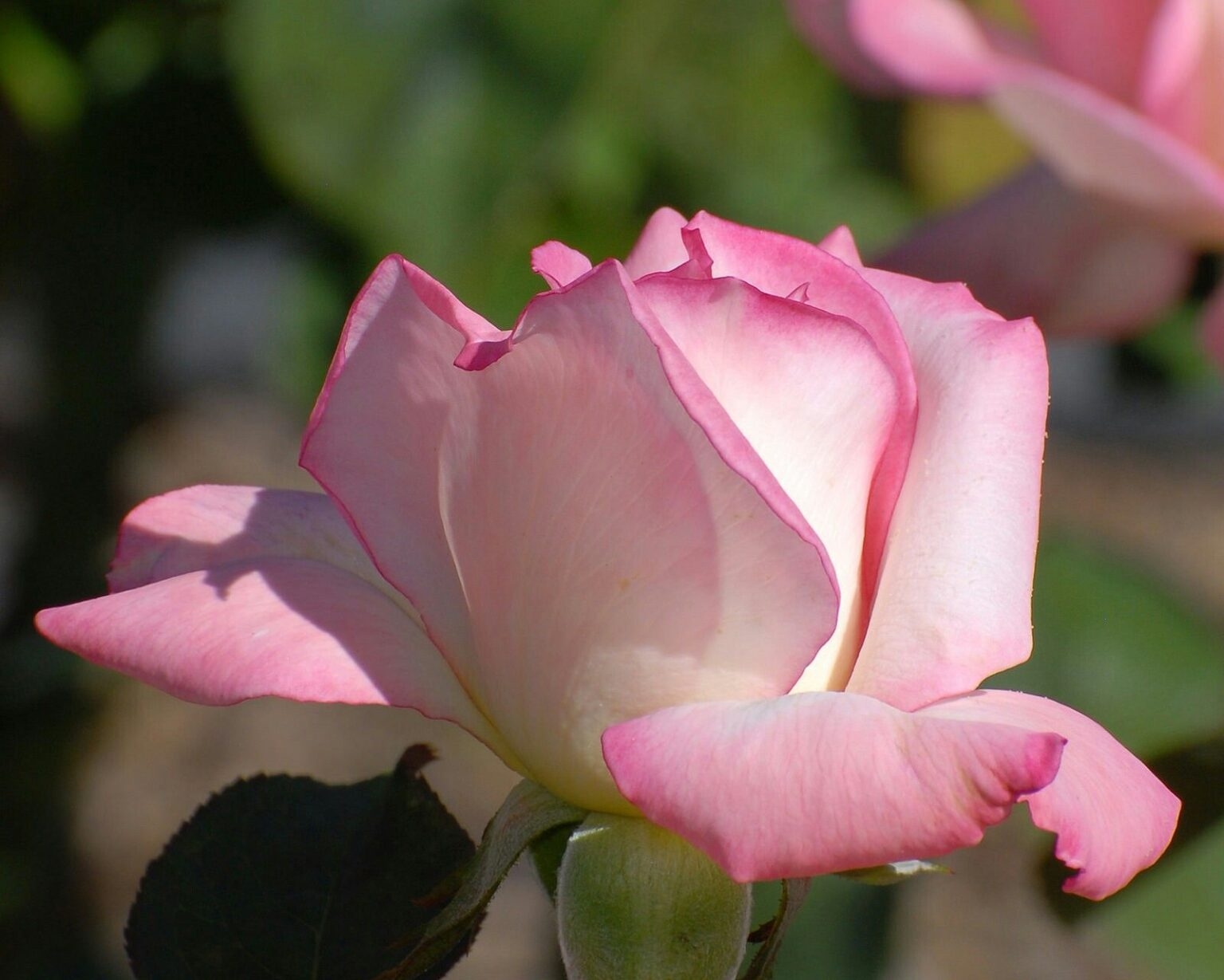 Роза Мадам Баттерфляй 3