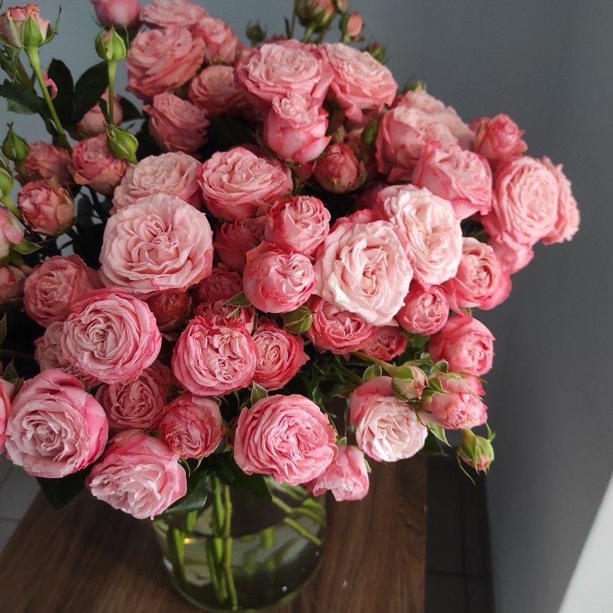 Роза Мадам Бомбастик 3