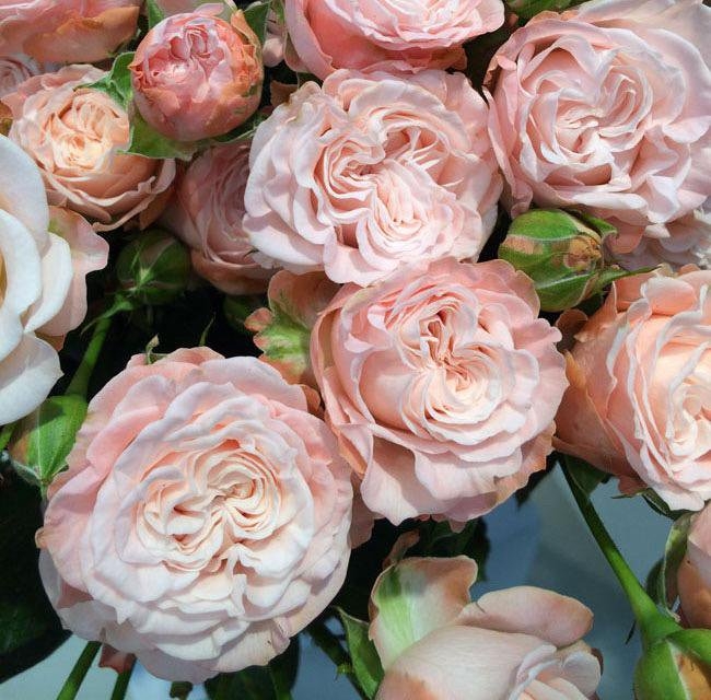 Роза Мадам Бомбастик