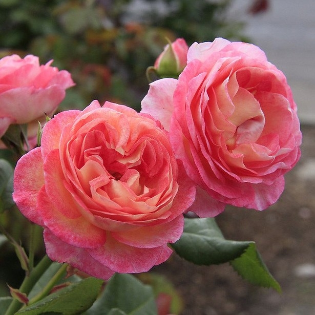 Роза Мадам де Сталь 2