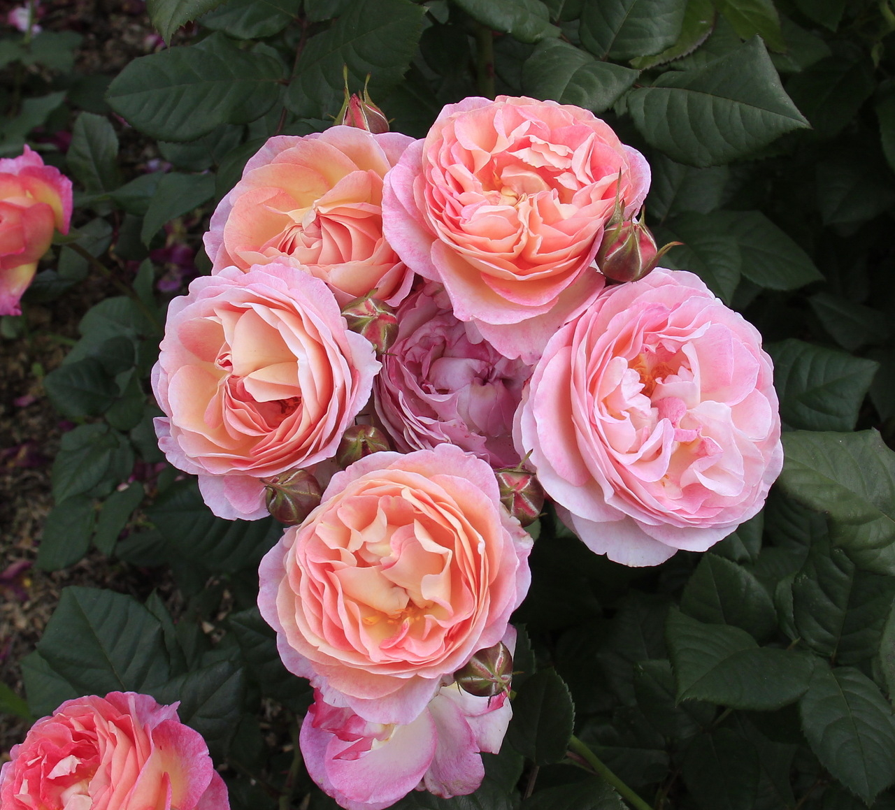 Роза Мадам де Сталь 3