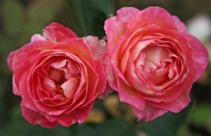 Роза Мадам де Сталь