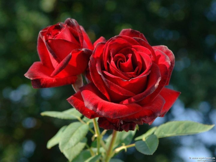 Роза Мадам Дельбар 2