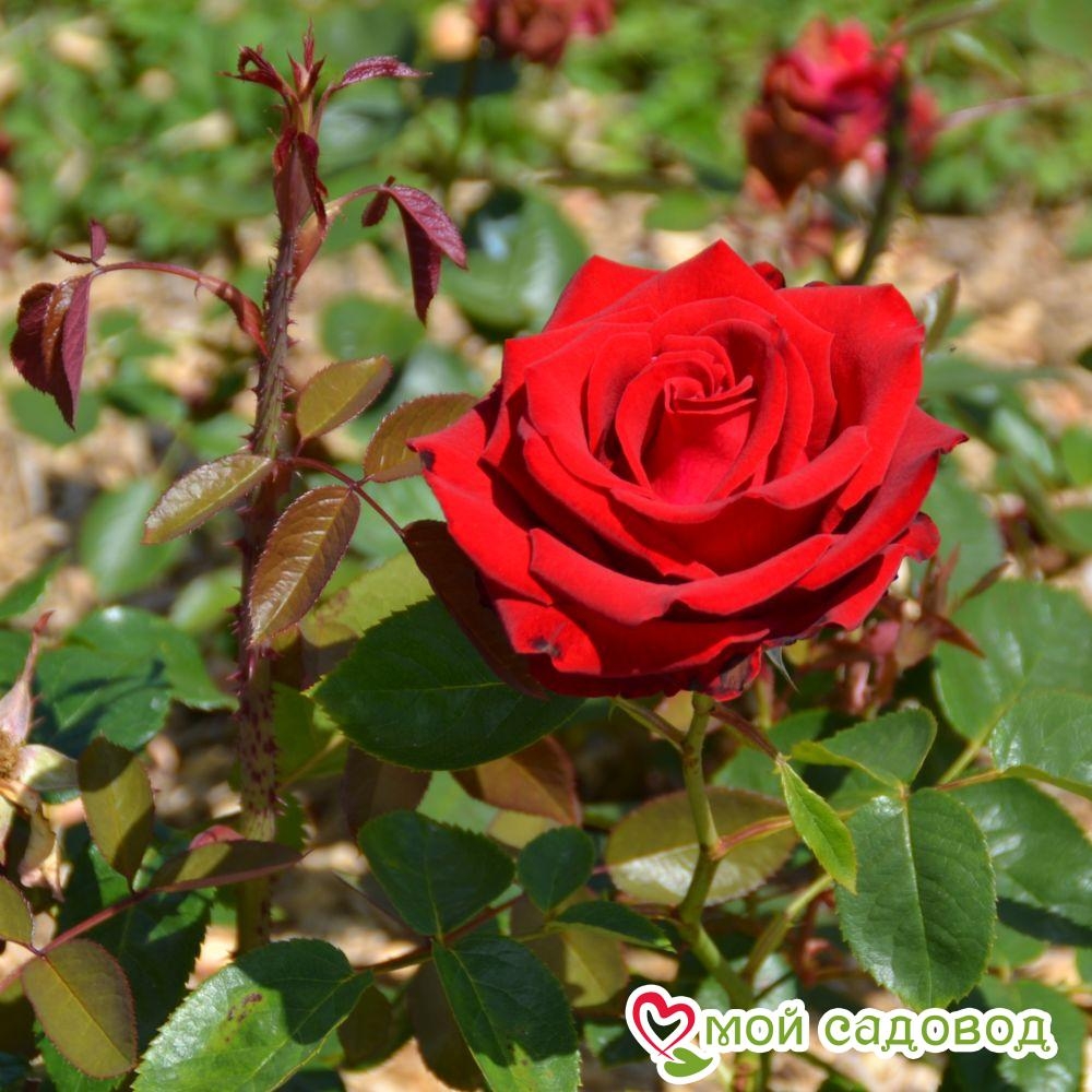 Роза Мадам Дельбар 3