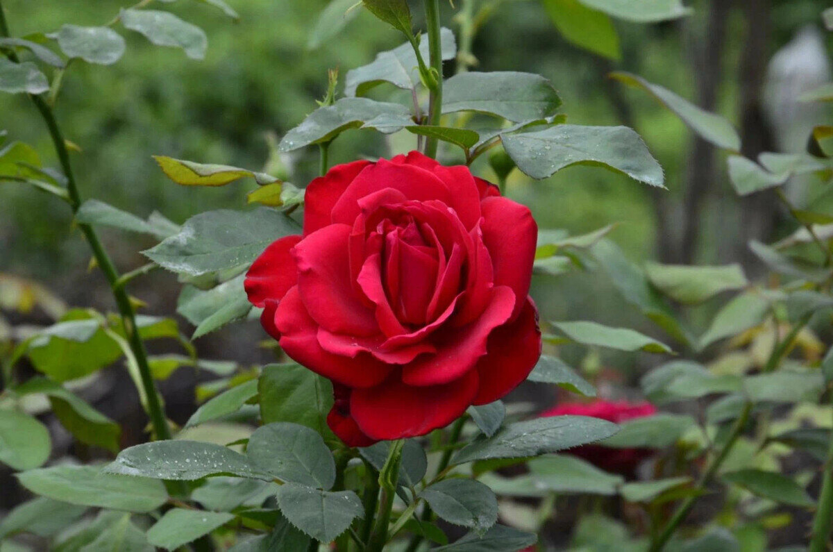 Роза Мадам Дельбар 4