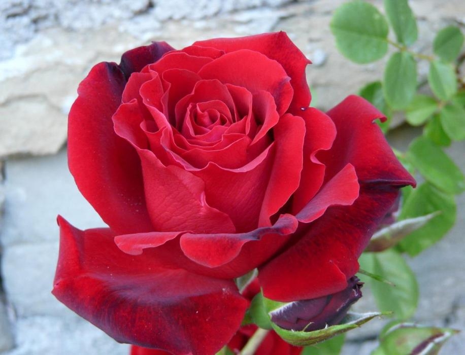 Роза Мадам Дельбар