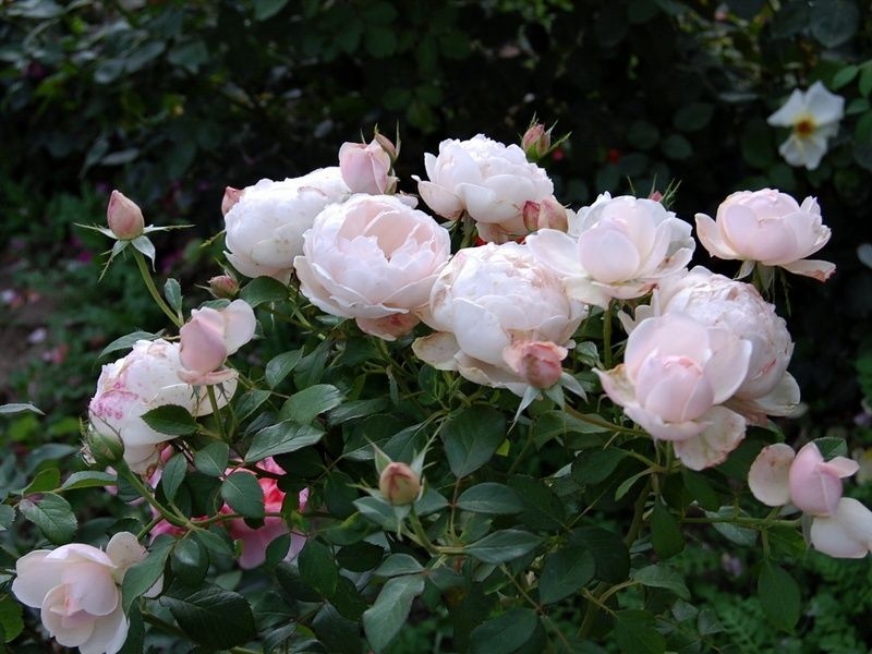 Роза Мадам Фигаро 2