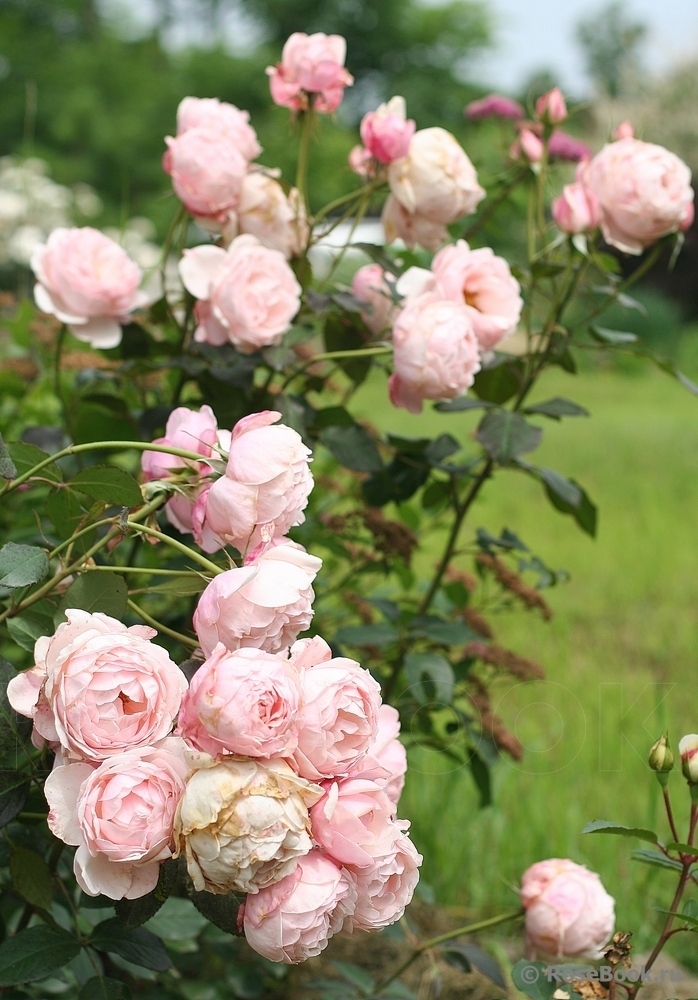 Роза Мадам Фигаро 3