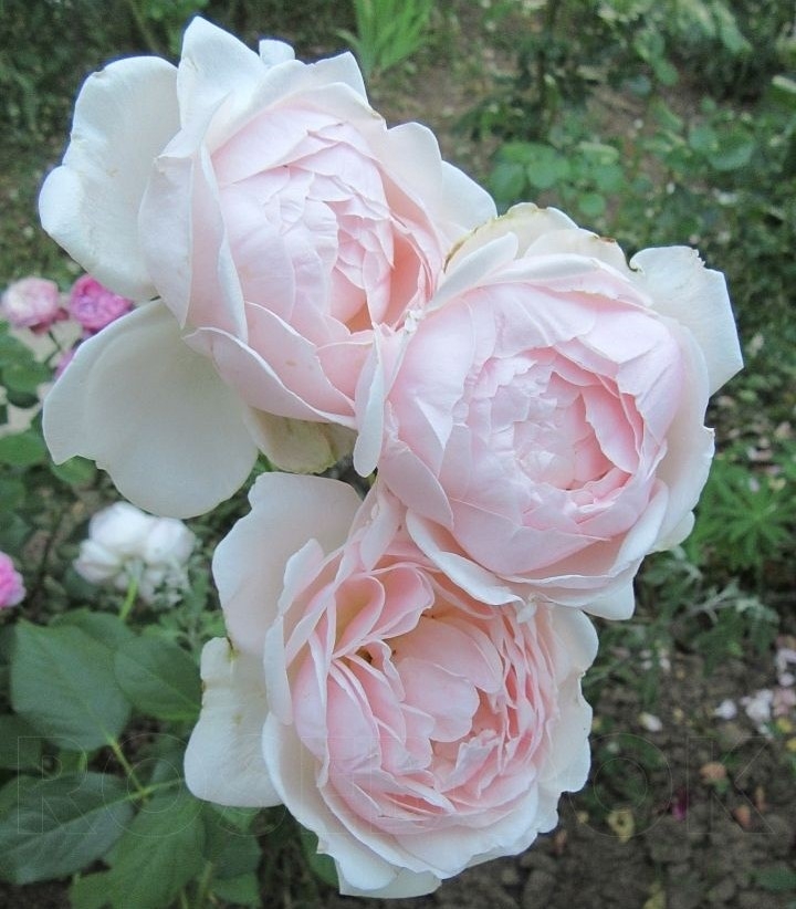 Роза Мадам Фигаро 4