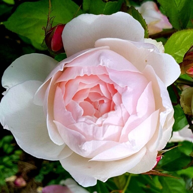 Роза Мадам Фигаро