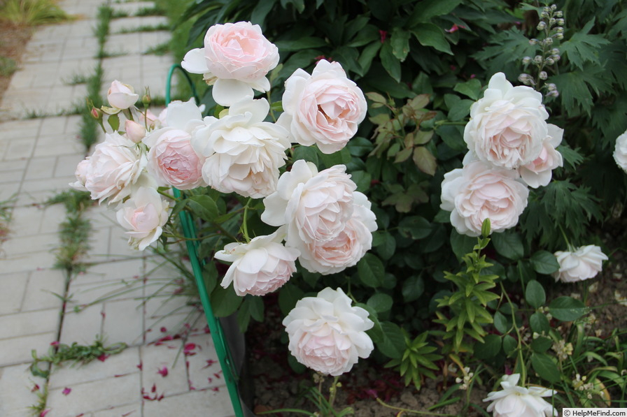 Роза Мадам Фигаро 5