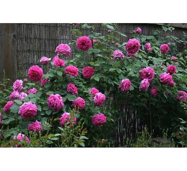 Роза Мадам Исаак Перейр 2