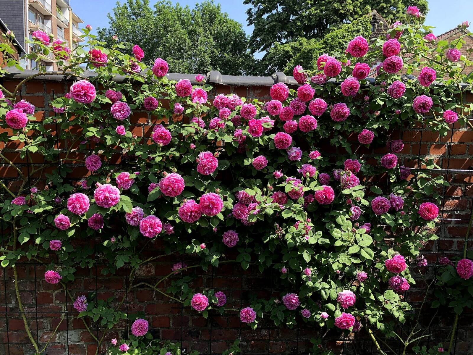 Роза Мадам Исаак Перейр 3