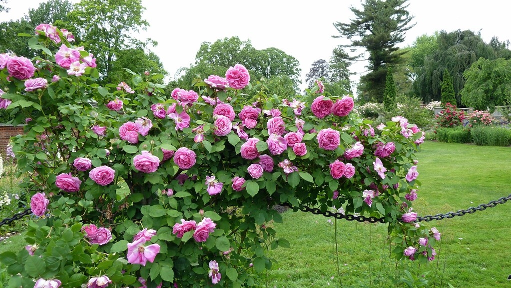 Роза Мадам Исаак Перейр 4