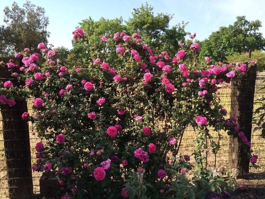 Роза Мадам Исаак Перейр 5