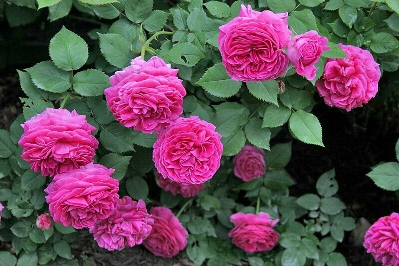 Роза Мадам Исаак Перейр