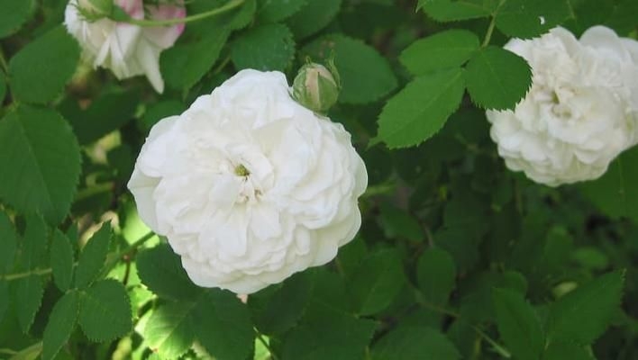 Роза Мадам Плантье 2