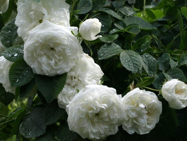 Роза Мадам Плантье 3