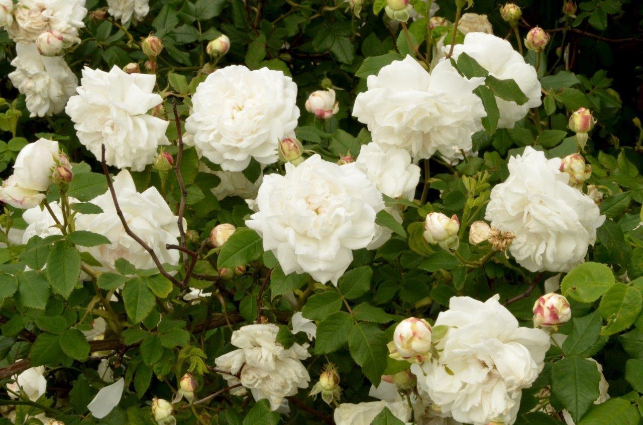 Роза Мадам Плантье 4