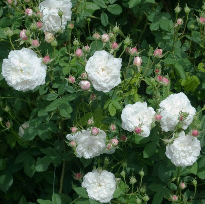 Роза Мадам Плантье