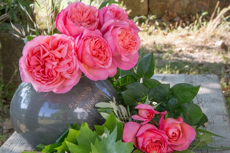 Роза Мадемуазель Мейян 2