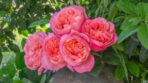 Роза Мадемуазель Мейян