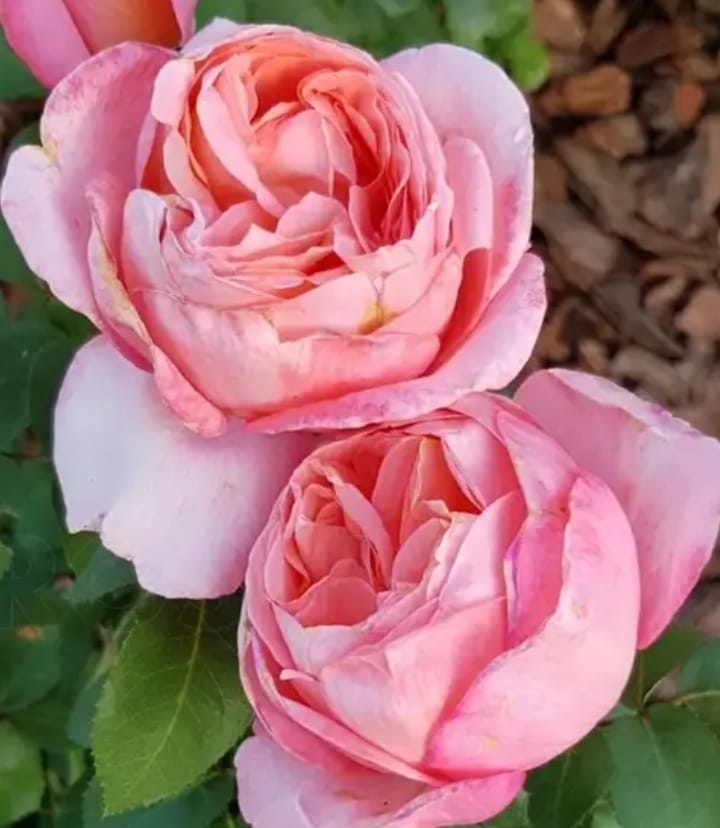 Роза Мадемуазель Мейян 6