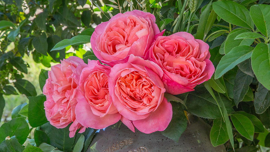 Роза Мадемуазель Мейян