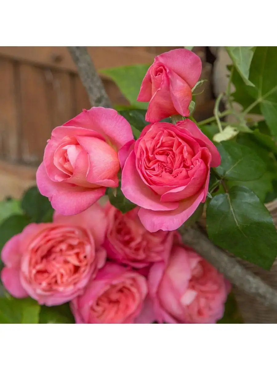 Роза Мадемуазель Мейян 3