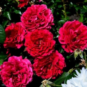 Роза Мадригал